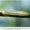 erebia hewitsonii zekari larva2